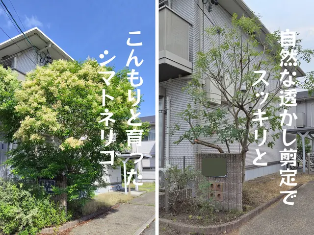 【職人歴10年・1級技能士】自然な透かし剪定でお庭を美しく仕上げます。サービスの画像