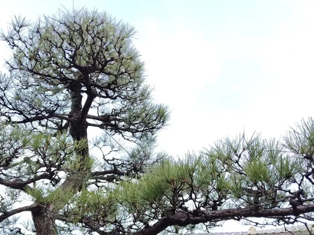 【職人歴10年・1級技能士】自然な透かし剪定でお庭を美しく仕上げます。サービスの画像