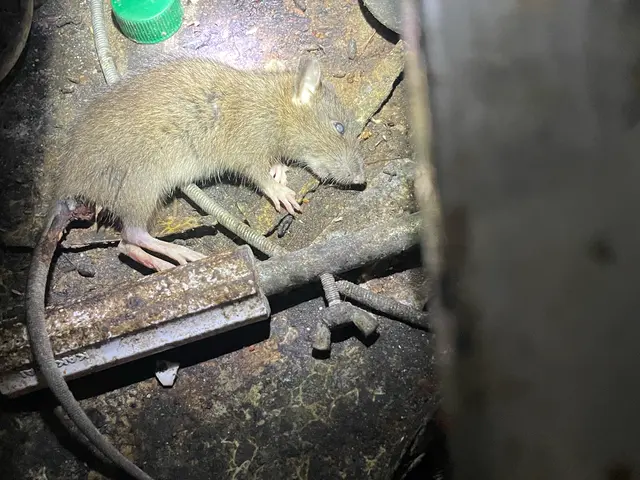 業界実績30年、作業実績1000件以上！限りなく“0”に近づけるネズミ駆除サービスの画像