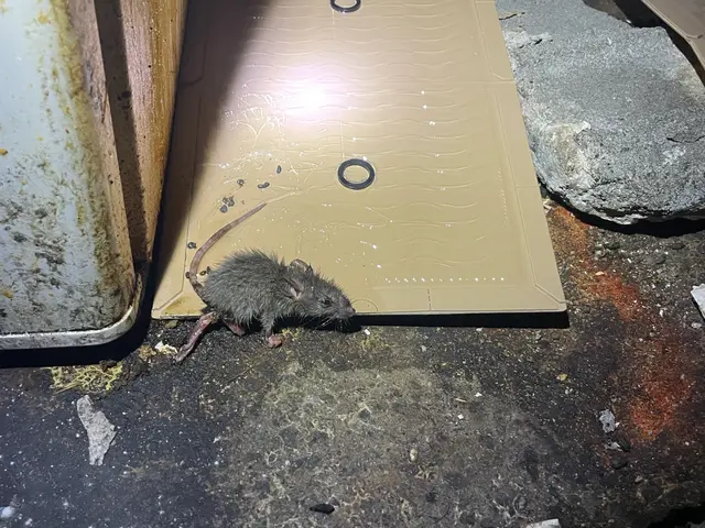 業界実績30年、作業実績1000件以上！限りなく“0”に近づけるネズミ駆除サービスの画像