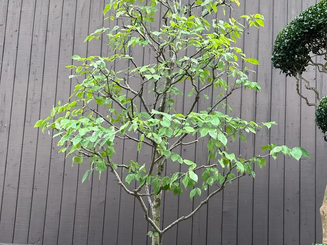 京都で修行を積んだ職人がご訪問！柔らかく自然風な剪定で、お庭を美しく仕上げます◎サービスの画像