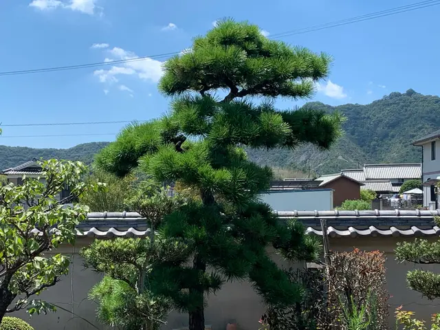 京都で修行を積んだ職人がご訪問！柔らかく自然風な剪定で、お庭を美しく仕上げます◎サービスの画像