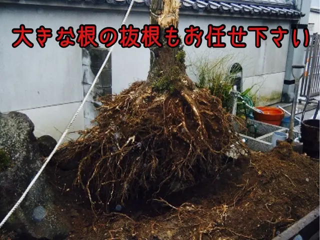 【三重県発】大きくなった植木や邪魔になった樹木を伐採、抜根いたします。サービスの画像