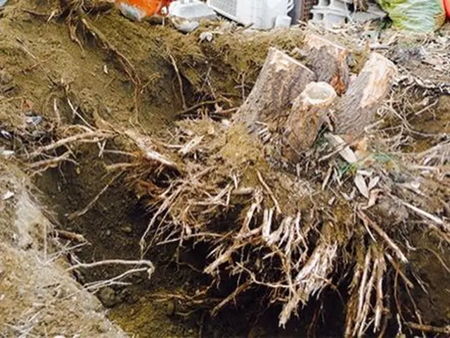 【三重県発】大きくなった植木や邪魔になった樹木を伐採、抜根いたします。サービスの画像