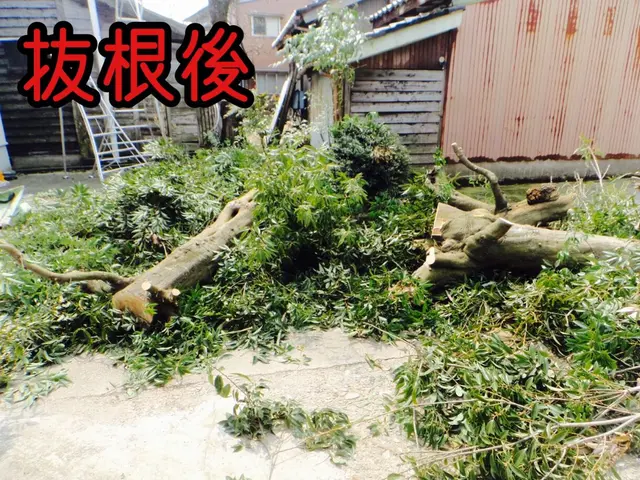 【三重県発】大きくなった植木や邪魔になった樹木を伐採、抜根いたします。サービスの画像