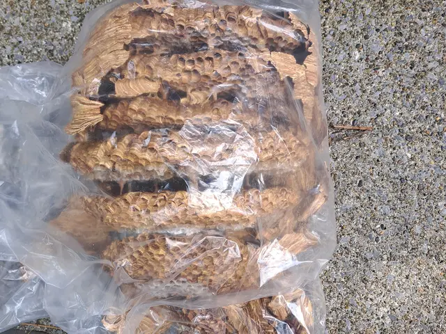 他で断られた蜂の巣、私が何とか致します。害虫駆除の国家資格有り。サービスの画像