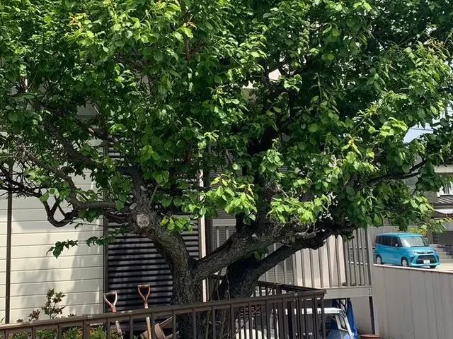 24h/最短で即日対応可能！有資格者プロによる毛虫、芋虫駆除！見たくないを実現！サービスの画像