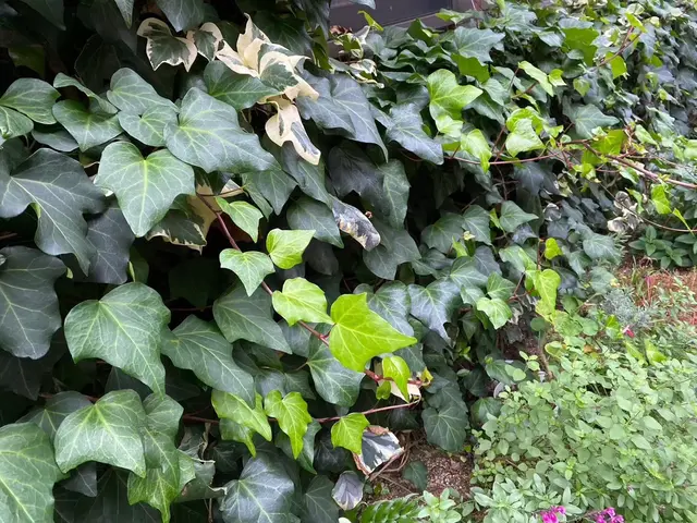 24h/最短で即日対応可能！有資格者プロによる毛虫、芋虫駆除！見たくないを実現！サービスの画像