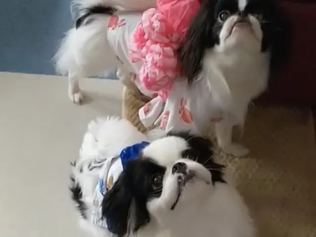 ☆港区中心◎元ペットホテル勤務◎店長の私がお伺いします◎営業時間外も対応可サービスの画像