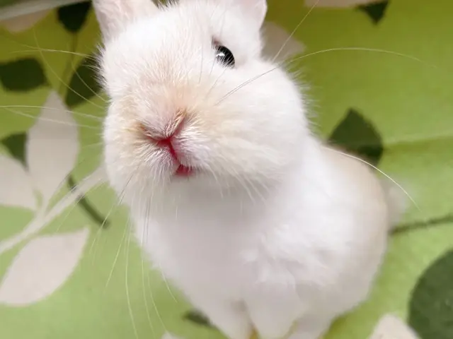 ☆港区中心◎元ペットホテル勤務◎店長の私がお伺いします◎営業時間外も対応可サービスの画像