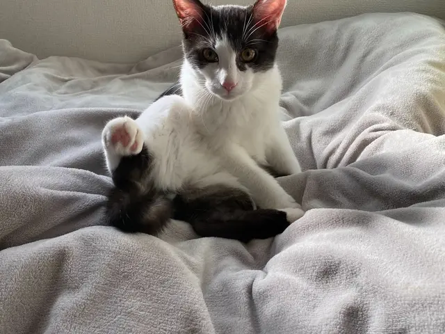 ☆港区中心◎元ペットホテル勤務◎店長の私がお伺いします◎営業時間外も対応可サービスの画像