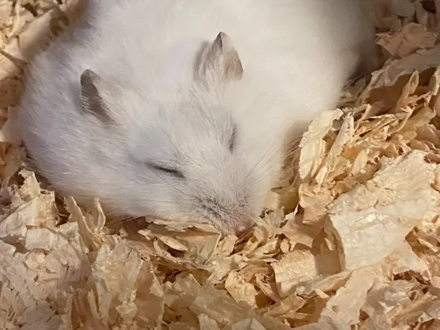 ☆港区中心◎元ペットホテル勤務◎店長の私がお伺いします◎営業時間外も対応可サービスの画像