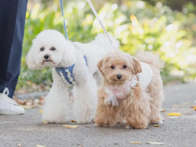 【女性カメラマン対応】うちの子を、家族の一員として残すロケーション撮影