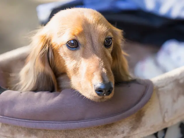 【女性カメラマン対応】うちの子を、家族の一員として残すロケーション撮影