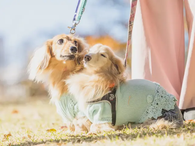 【女性カメラマン対応】うちの子を、家族の一員として残すロケーション撮影