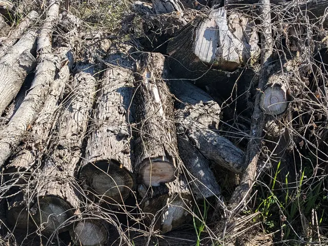 草むしり(手作業） 草刈り　2名作業サービスの画像