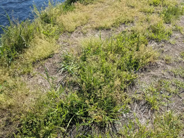 草むしり(手作業） 草刈り　2名作業サービスの画像