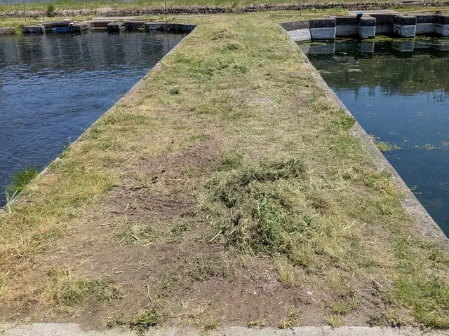 草むしり(手作業） 草刈り　2名作業サービスの画像