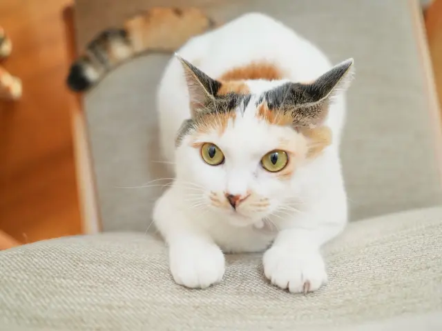 プロの技術でご満足いただけるように心を込めて撮影いたしますサービスの画像