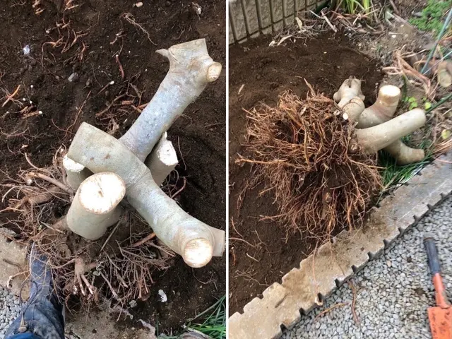 仕事の早さ◎クレカ対応OK◎丁寧な作業◎庭木1本からでもお任せくださいサービスの画像