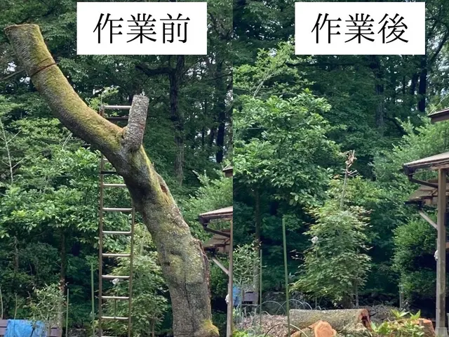 仕事の早さ◎クレカ対応OK◎丁寧な作業◎庭木1本からでもお任せくださいサービスの画像