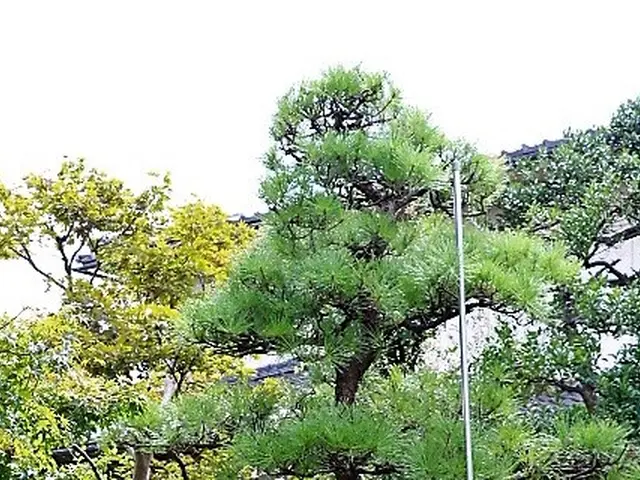 【松の木もお任せ！】歴20年！一級造園技能士が丁寧にご対応！庭のお悩み相談もOKサービスの画像