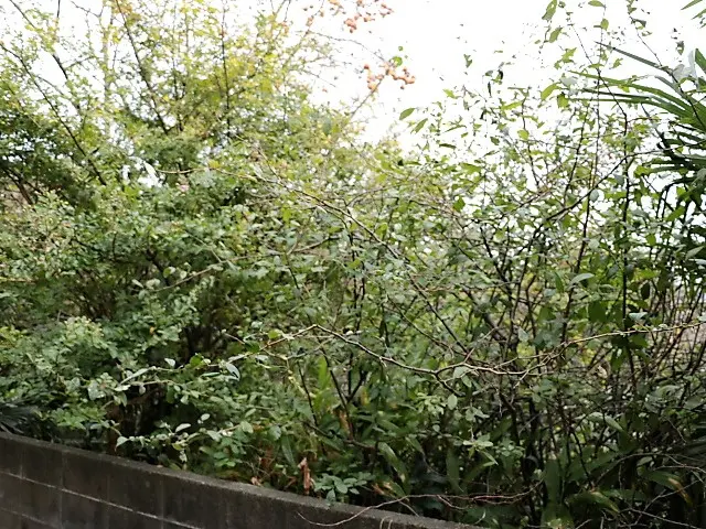 【松の木もお任せ！】歴20年！一級造園技能士が丁寧にご対応！庭のお悩み相談もOKサービスの画像