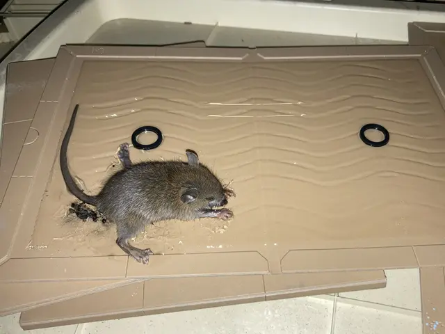 ←店長の私が駆除します。ネズミ施工実績1000件！【調査見積無料】東京/神奈川サービスの画像