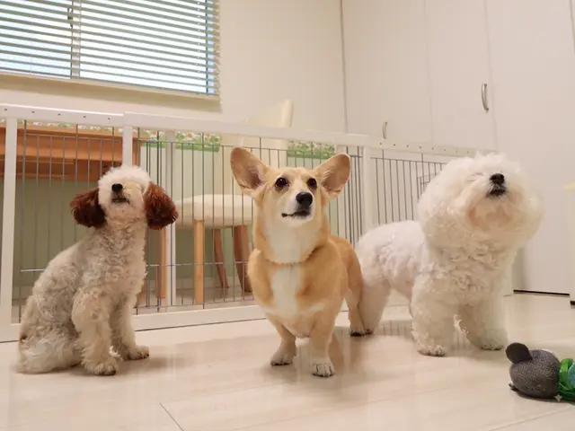 ビデオ撮影