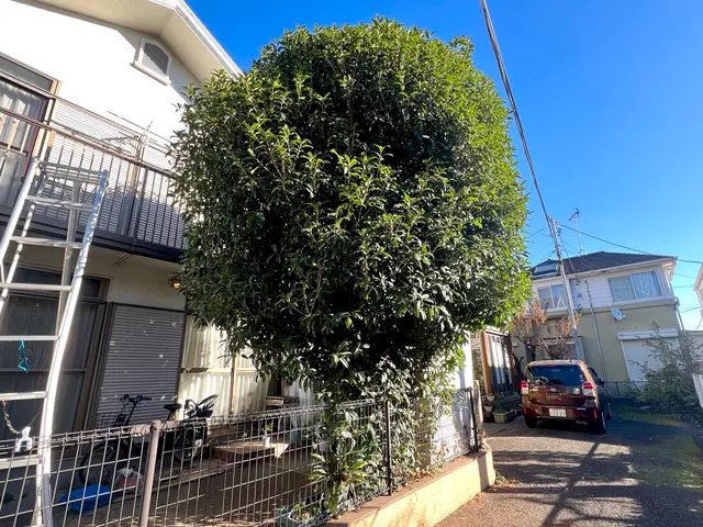 【庭木の冬季剪定】◎木漏れ日さし込む木のぬくもり空間を◎荒れたお庭もスッキリ!!サービスの画像