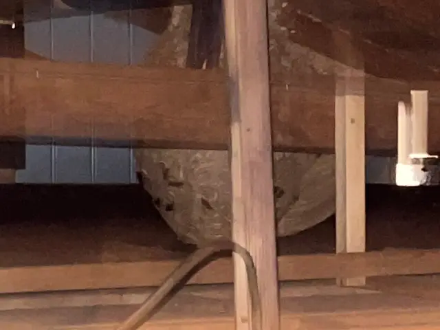 【アシナガバチ9000円〜】年中無休！即日翌日対応可！クレカ対応/年内再発保証サービスの画像