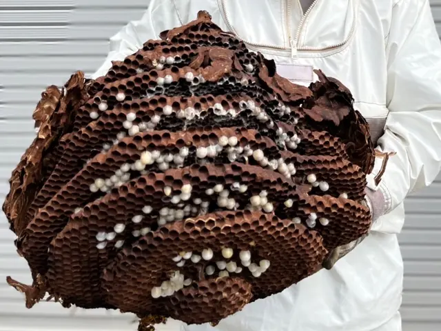 【アシナガバチ9000円〜】年中無休！即日翌日対応可！クレカ対応/年内再発保証サービスの画像