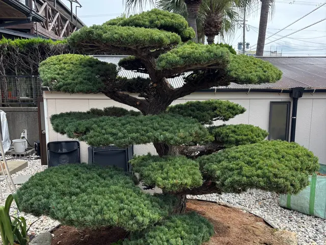 店長が直接訪問！女性スタッフ同行・保険加入済みで安心の庭づくりをお届けしますサービスの画像