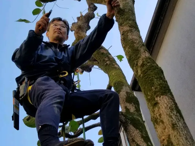 【業歴26年】剪定、刈込みサービスの画像