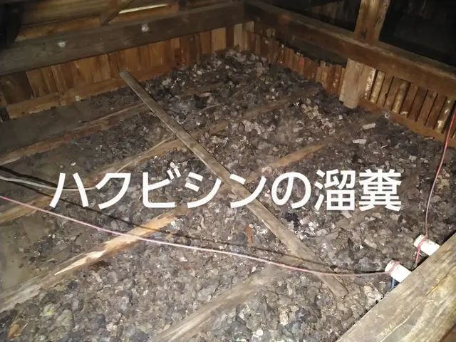 ハクビシン　アライグマ対策　茨城県サービスの画像
