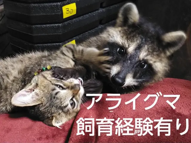 ハクビシン　アライグマ対策　茨城県サービスの画像