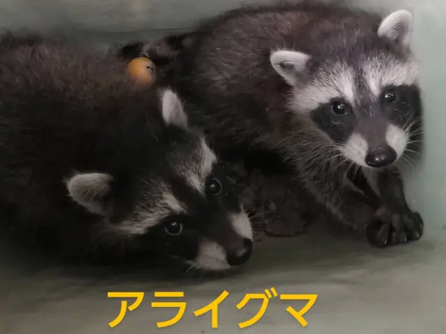 ハクビシン　アライグマ対策　茨城県サービスの画像