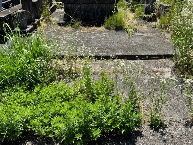 【便利屋ぼーちゃん】によるお墓掃除！ご先祖様に感謝したり、親孝行にもなります！サービスの画像