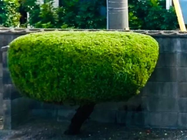 店長が最後まで施工！高さ制限なし・立ち会い不要でも安心の庭木剪定サービスサービスの画像