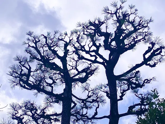 店長が最後まで施工！高さ制限なし・立ち会い不要でも安心の庭木剪定サービスサービスの画像