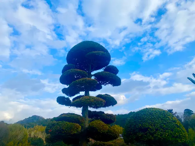 店長が最後まで施工！高さ制限なし・立ち会い不要でも安心の庭木剪定サービスサービスの画像