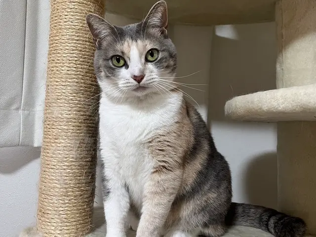 老犬・老猫ホーム運営◎シニアも大型犬も安心して任せられるペットシッターサービスの画像