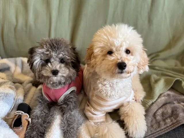 老犬・老猫ホーム運営◎シニアも大型犬も安心して任せられるペットシッターサービスの画像