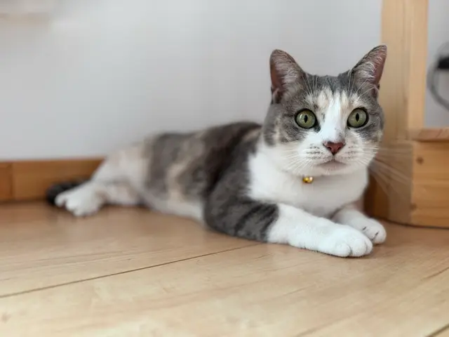 老犬・老猫ホーム運営◎シニアも大型犬も安心して任せられるペットシッターサービスの画像