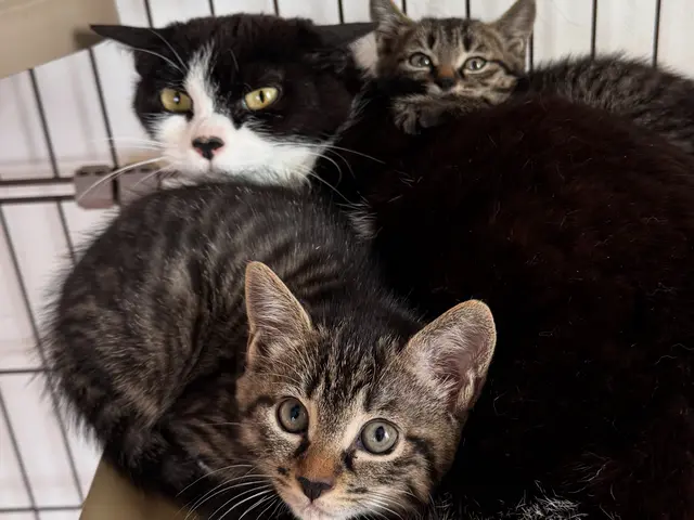 老犬・老猫ホーム運営◎シニアも大型犬も安心して任せられるペットシッターサービスの画像