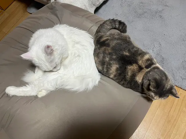 老犬・老猫ホーム運営◎シニアも大型犬も安心して任せられるペットシッターサービスの画像