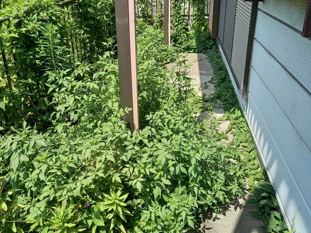 地域密着型の植木屋です○庭の悩みお気軽にご相談しながらお庭を綺麗に○良いご縁を○サービスの画像