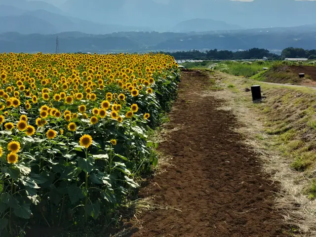 草むしり草刈り機使用 50㎡は、6畳部屋が、5個分強　10メートル✕5メートルサービスの画像