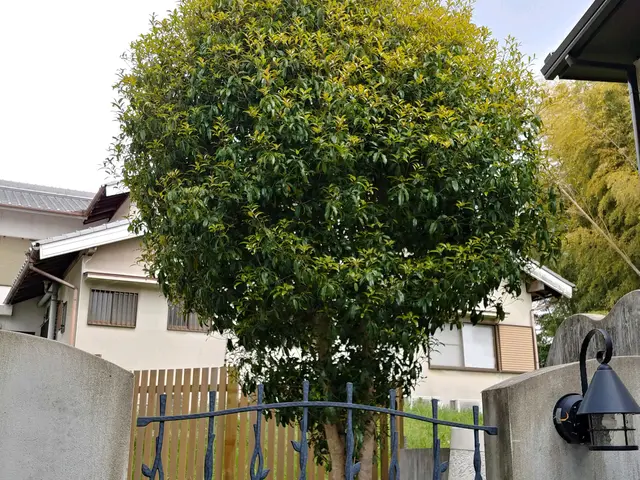 伐採抜根、大小問わずお任せ下さい！迷ったらとりあえずポチって下さい(^^)サービスの画像