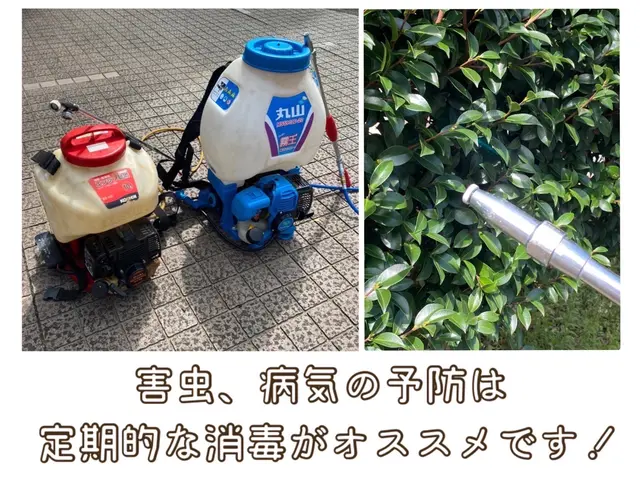 本職の植木屋さんがやる消毒サービスです！是非お任せください！サービスの画像